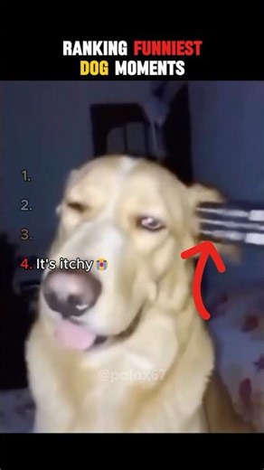 Ranking HILARIOUS Dog Moments From WORST to ABSOLUTELY INSANE 🐶