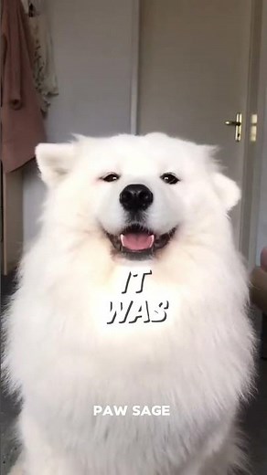 Samoyed – The Smiling Sled Dog ❄️🐶 | World’s Biggest Dog Breed Challenge Ep 44