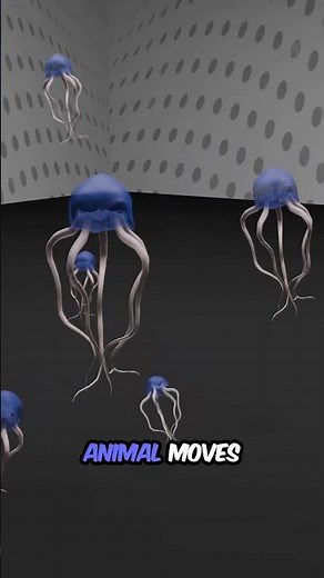 Jellyfish Facts | The Mysterious Creatures of the Ocean