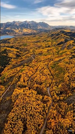 🌳 Amazing The World’s Largest Living Organism Is a Tree! AmazingFacts #Nature #Pando #DidYouKnow