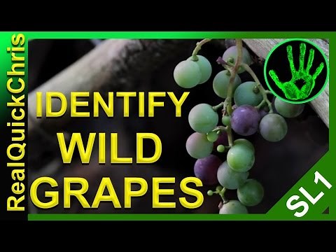 Those wild grapes could Kill you! how to identify wild edible plants and weeds to forage for food