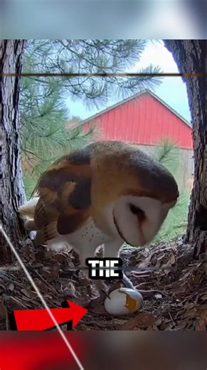 Petropavlovsk Kamchatsky Faces Severe Snowstorm Challenges