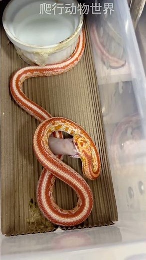 Feeding a mouse to a corn snake #cornsnake