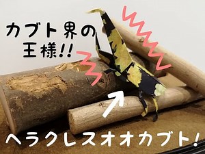 《折り紙》ヘラクレスオオカブト / origami insect beetle