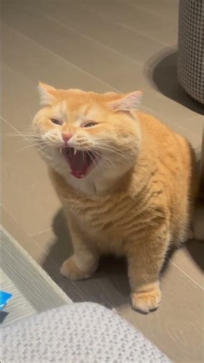 😺💤 Yawn…I woke up tired, napped a little, and now I’m tired again.