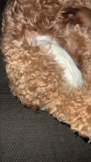 Adorable Dog Comfortably Wearing a Diaper and Getting Pet#dogdiapers #cutedog