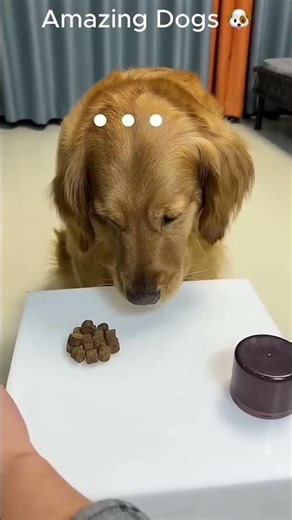 Watch this amazing dogs !!