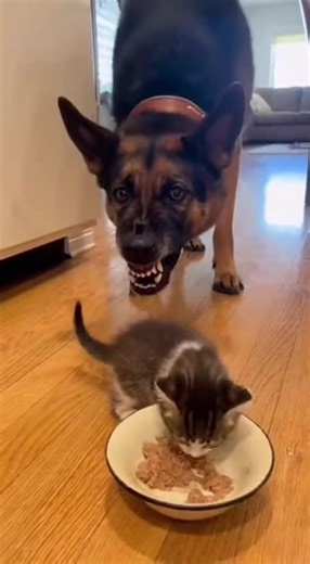 A massive dog aggressively approaches a tiny kitten eating from his food bowl, growling and ready to attack. Just as things get tense, the mama cat appears and the big dog instantly backs down, stopping his threatening behavior while people laugh hysterically in the background.