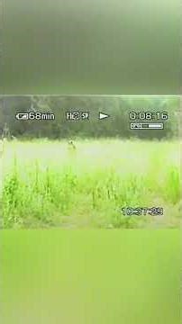 Supuesto Insectoide visto por granjero