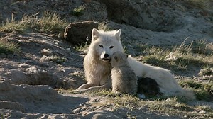 Arctic Wolf Pack