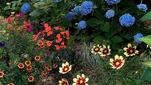 How can you turn your hydrangeas from pink to blue? Find out here.