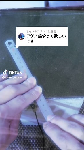アゲハ蝶に挑戦！ダンスとハーモニカ