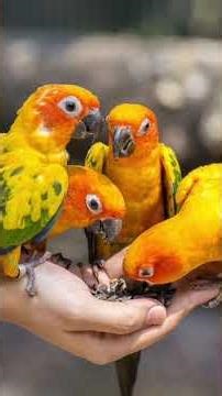 Before You Buy… Sun Conure or Indian Ringneck? (HONEST TRUTH)#birds #indianbirds #parrot