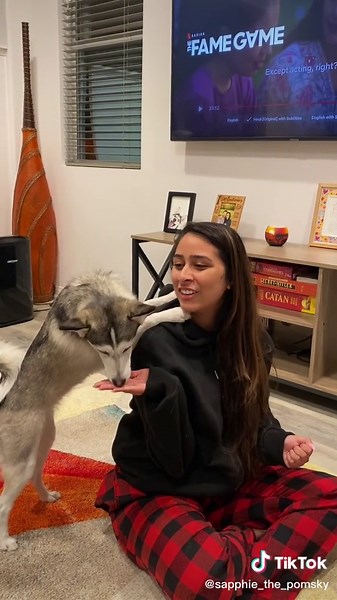 Sapphie the Pomsky on TikTok