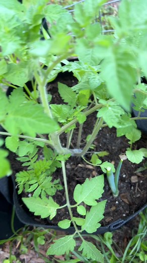 Tomato plants #tomatoes #tomatoplants #tomatoupdate #tomatoflowers #garden #raquelsgarden #gardeningwithraquel #inthegardenwithraquel #raquelgrowsplants #howtogardenlikeapro #howtogarden #gardeninglife #gardeningtips #gardner #watchmygardengrow #gardeninspiration #gardenlover #gardentips #gardengoals #gardensofinstagram #containergardening #raisedbedgarden #gardenupdates