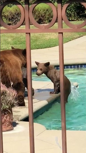 Mama Bear and Cubs Dip in Swimming Pool
