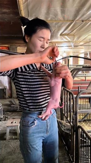 Revolutionizing Pig Farming: A Breeder's Daily Aquaculture Journey