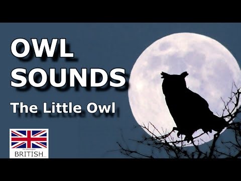 Owl Sounds The Little Owl Athene Noctua UK Owls