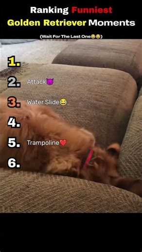 Ranking Funniest Golden Retriever Moments😂😂 #shorts #funny #ranking
