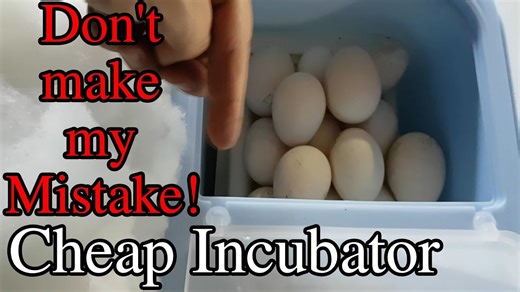 How I hatch duck eggs with a cheap incubator (easy DIY insulation hack!)