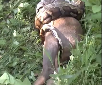 Python swallows Sambar Deer #Al-Ta'ee vs Al-Nassr #cristianoronaldo #LionelMessi #Inter #Milan #EPL #MacAllister #BingChilling #banfieldriverplate #LigaArgentina #riverplate #InterdeMiami #WestHam | ລາວ Temple