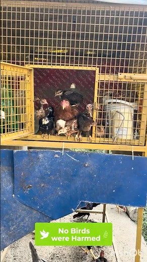 Early Release for Chicks 🐥 | Brooding Setup Issue & Smart Farm Decision