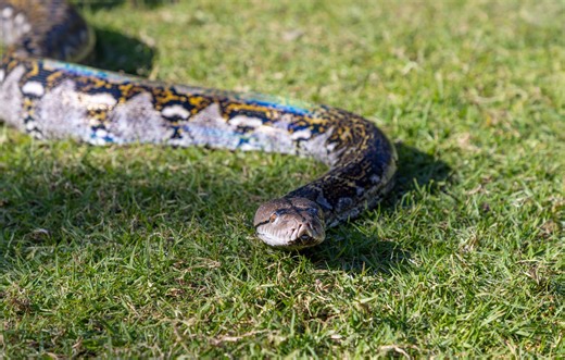 États-Unis : Un énorme python birman capturé par les pompiers dans une cabane de jardin