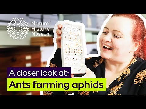 A closer look at aphid farming