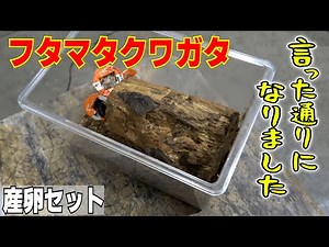 フタマタクワガタの産卵セット割り出し