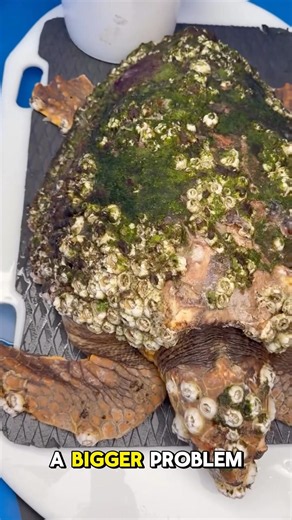 Removing Barnacles On Turtles Isn't Enough