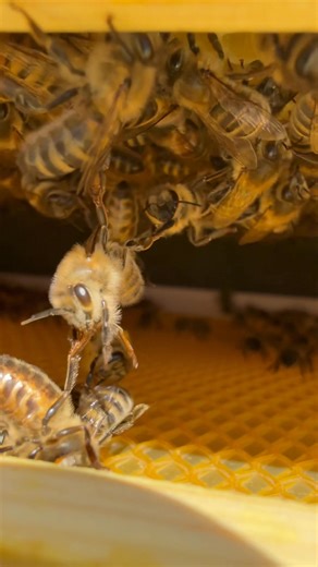 Teamwork…. In honeybees, “bridges” refer to the behavior where bees link their bodies together by holding onto each other with their legs, forming a kind of living chain or scaffold. This is often called “festooning.” | Stanley’s bees