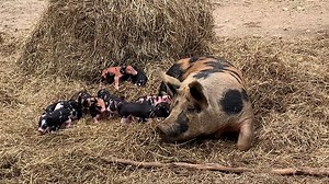 We have piglets! | Sheraton Park Farms