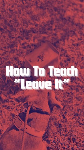 💫 HOW TO TEACH “LEAVE IT” 💫 This is one command that should not take very long to teach your pup. Below are the step-by-step instructions on how to teach the “Leave It” command. Have questions? Leave them in the comments and I will happily answer them. 1. Take a handful of kibble or another high value treat and place it in an area where your dog can see it. 2. While your dog is on leash, walk towards the target and right when your dog begins to focus on the target you are going to say “Leave I