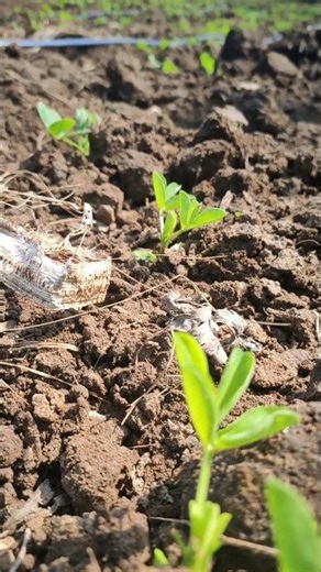 Banana planting groundnut intercropping