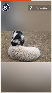 Sometimes, it’s best just to let a grumpy goat do what he likes! | storyful