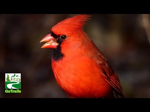 Northern Cardinal Bird Eating Seeds | Call Sounds