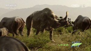 《人与自然》 20140729 自然发现：与古兽同行-征服海洋