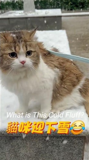 貓咪迎下雪😂♥What is This Cold Fluff?♥😂 #萌寵 #貓咪 #毛小孩 #cat