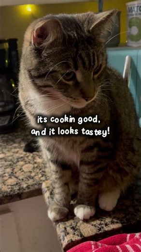 Cook with Alphie, He wants bacon! #cat #cuteanimal #funny