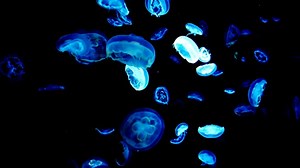 The Moon Jelly - Aurelia aurita