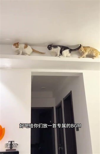 The ceiling cat is backing up again in the middle of the night... 吊顶猫又开始半夜倒车了⋯⋯#cats #cat