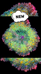 Hot NEW Mushroom Coral Drop. Check them out on our site, www.aquasd.com #aquasd #reeftank #jawbreakermushroom #eclectusmushroom #candycrushjawbreaker #mushroomcorals #discosoma#bouncemushroomcoral | Aqua SD
