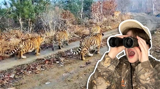 WATCH — Why this family of tiger cubs has conservationists excited