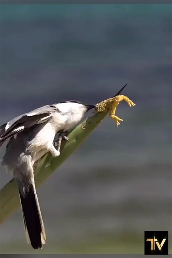 The Most Brutal Bird You’ve Never Noticed 🐦‍⬛😱