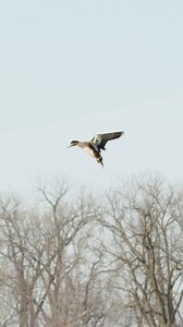 Wigeon Wednesdays 🔥 #island34 #wigeon #waterfowl | Island 34