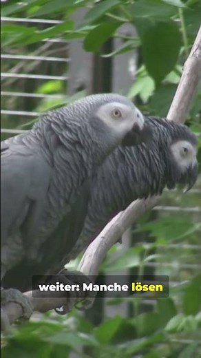 🦜 Unglaublich! So klug und sprachbegabt ist der Graupapagei 😲✨