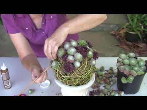 Succulent Topiary Orb