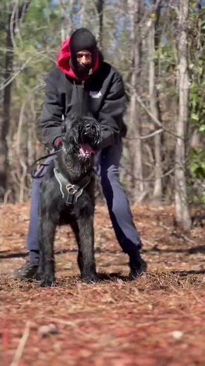 HUGE Giant Schnauzer Personal Protection Training