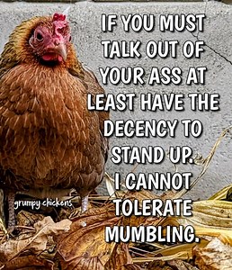 11K views · 680 reactions | 廊 #imagrumpychicken #standup #chickens #quitmumbling #mumbles | Grumpy Chickens | Facebook