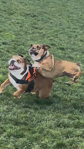 Surp. Torpedoes. | SFBuff.com